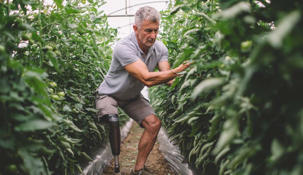 A man with a prosthetic leg tends to tomato plants in a greenhouse.